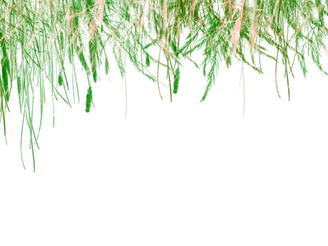 Green Grass on White Background Texture Design As Header