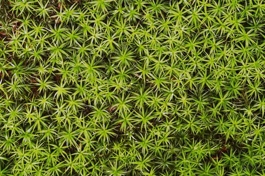 Detail (close-up) of the carpet of moss