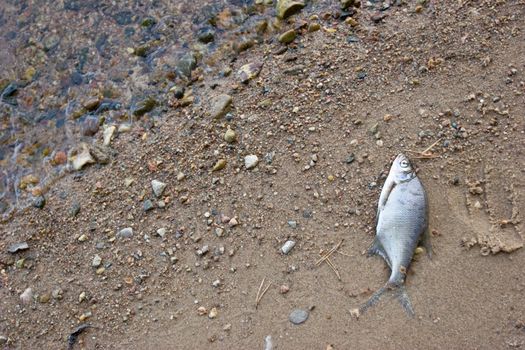 Dead poisoned fish on a river shore