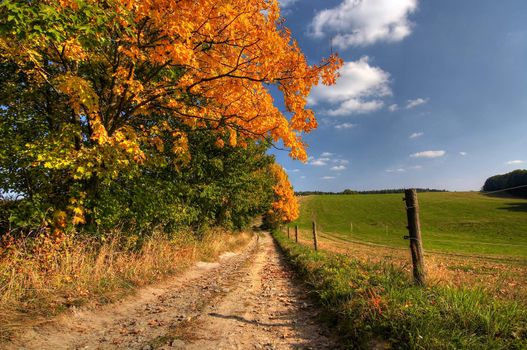 Cart-road and autumn landscape - fall colors - cow range