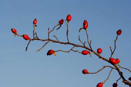 Image of the branch of wild brier with rose hips - autumn fruits - medical plant