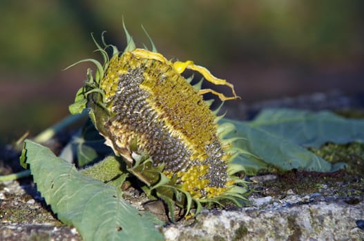 Image of the dry wild sunflower