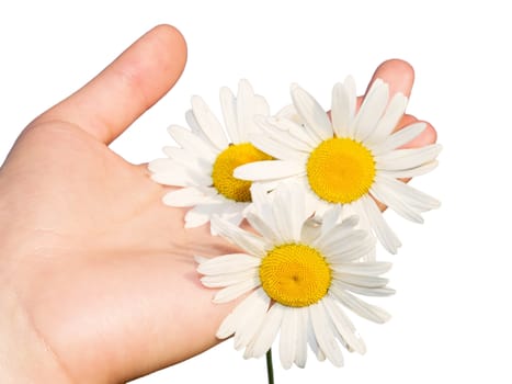 Woman's hand with flowers isolated on white