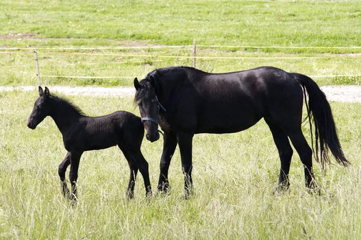 Shot of the mare with colt on horse lot