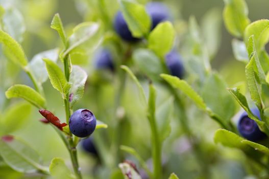 Close-up of the blueberry shrubs