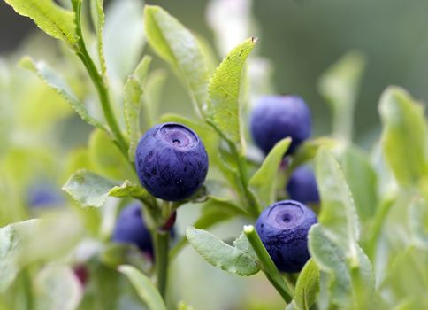 Close-up of the blueberry shrubs - forest product