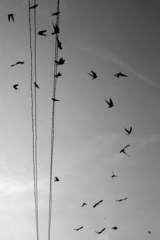 swallows landing on a wire