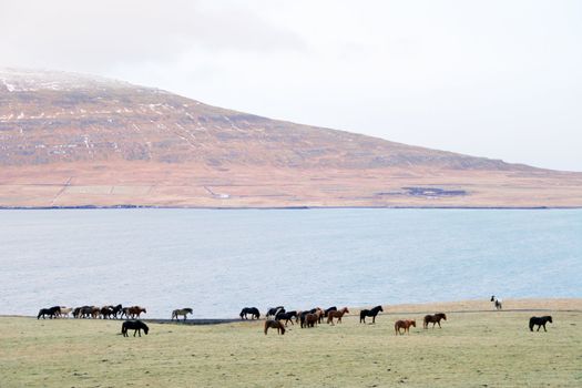 small icelandic horses by the fjord, december, Iceland
