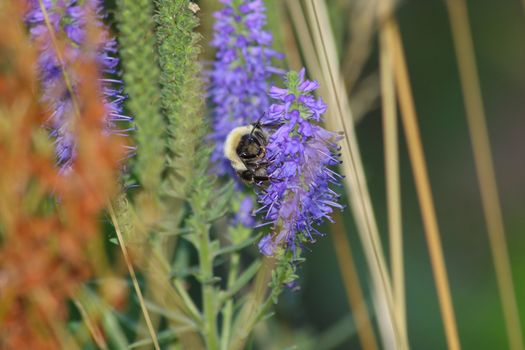 Close up of the bumblebee sitting on the blue veronica