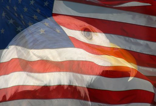 A composite of two photos taken by the author - bald eagle and American flag combined into one photo.

