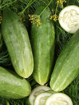 Composition from ripe cucumbers and ringlets on fennel 