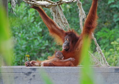 Clos-up of a mother and baby orang utan