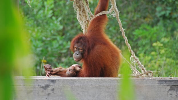 Close-up of a mother and baby orang utan