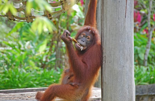 Mother and baby orang utan