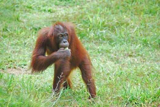 Orang utan in a field