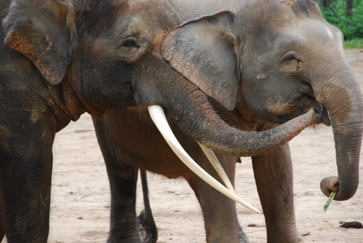 Two asian elephants