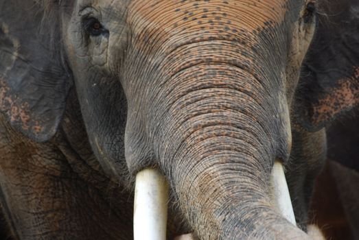 Close-up of an asian elephant