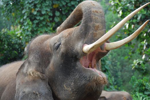 Close-up of an asian elephant