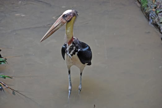 Close-up of a stork