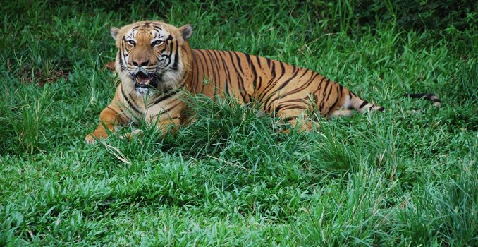 Asian tiger in a field