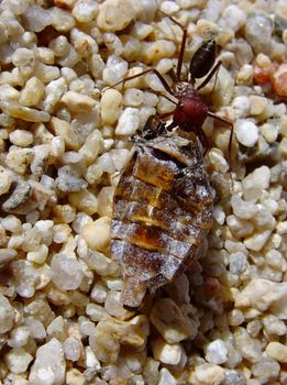 an ant is transporting an abdomen of a cricket