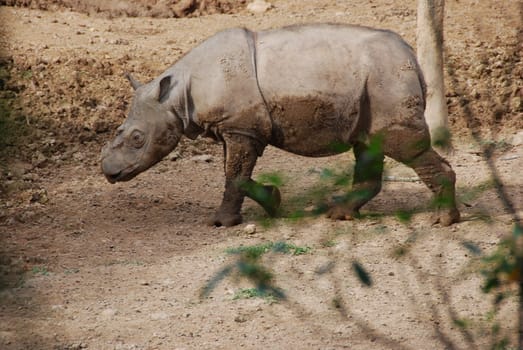 Sumatran rhinoceros in a muddy field