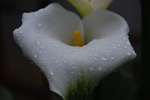 Close-up of a lily