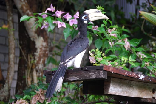 Close-up of a hornbill bird