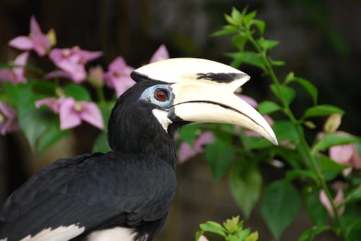 Close-up of a hornbill bird