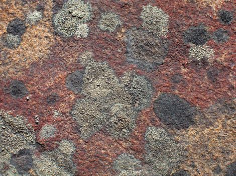 The surface of a stone covered by a lichen of red color