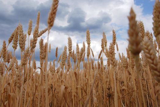 a background of a field of cropped wheat