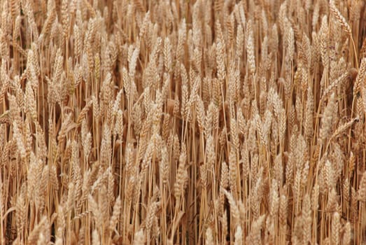 a background of a field of cropped wheat