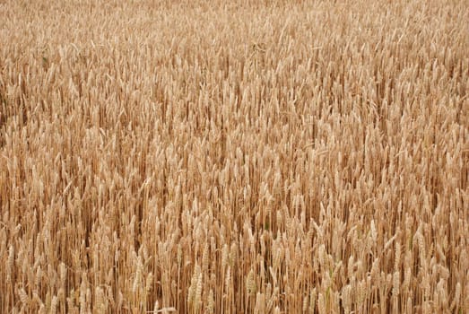 a background of a field of cropped wheat