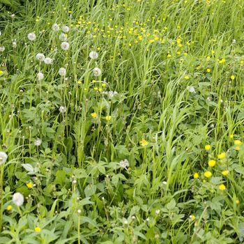 Green years lawn with dandelions