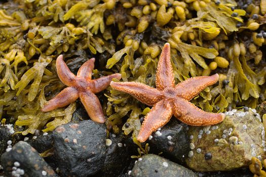 Starfishes on stones among seaweed