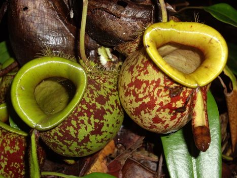 Close-up of a pitcher plant