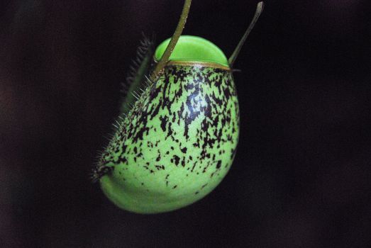 Close-up of a pitcher plant in a rain forest