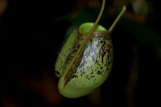 Close-up of a pitcher plant