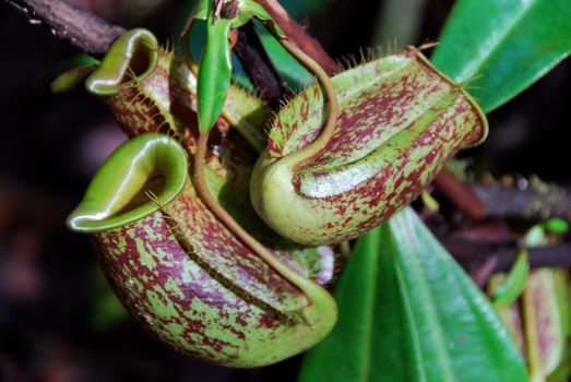 Close-up of a pitcher plant