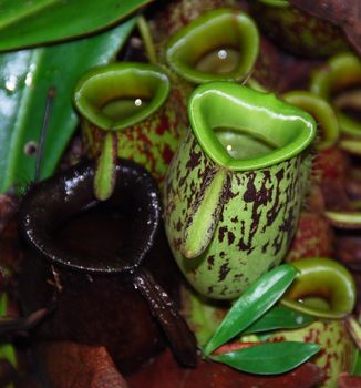 Close-up of a pitcher plant