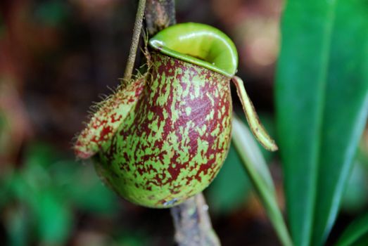 Close-up of a pitcher plant