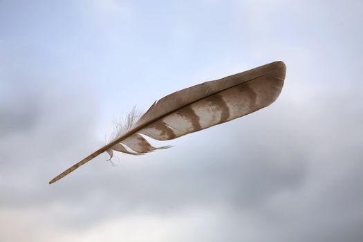 The bird's feather on a background of the cloudy sky