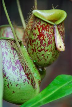 Close-up of a pitcher plant