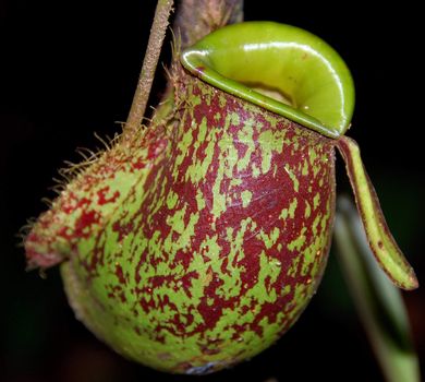 Close-up of a pitcher plant