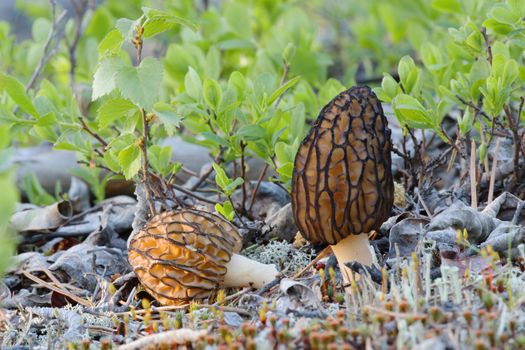 Mushroom - a morel in a grass