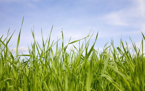 Green juicy grass on a background of the sky