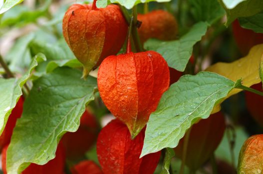 Detail of the Physalis alkekengi