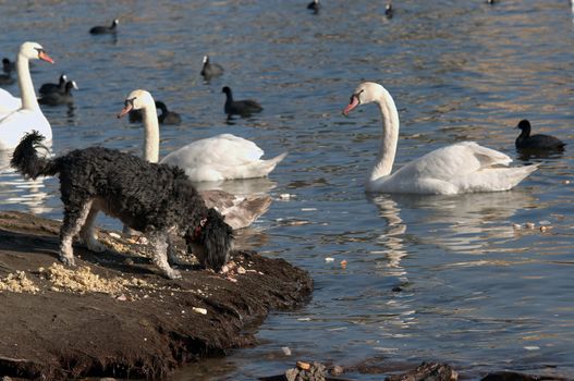 Humorous shot of the dog and swans