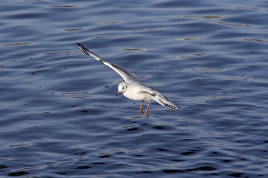 Shot of the flying gull - laughing gull