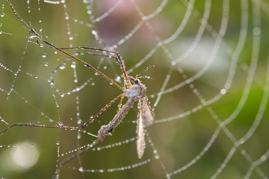 Closeup of the mosquito in cobweb - in a corner